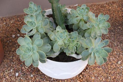 a plant in a white pot on a table at 25 on Fitzpatrick in Parow