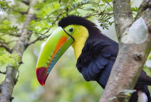 a toucan is sitting on a tree branch at Hotel Beachfront Vista Hermosa in Jacó