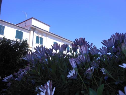 a bunch of purple and white flowers in front of a building at Il Lido in Giannella