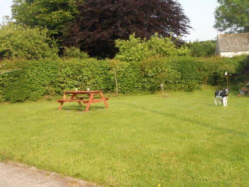 een koe die naast een picknicktafel in een veld staat bij Lletygwilym, Heol dwr in Kidwelly