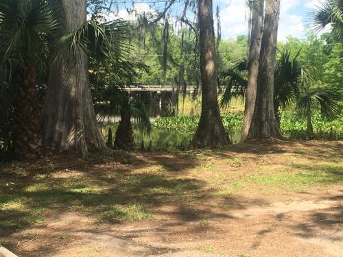 a park with trees and a body of water at Big Cypress in Lake Panasoffkee