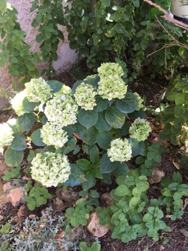 a flower garden with white flowers and green plants at Villa hortensia in Carpentras