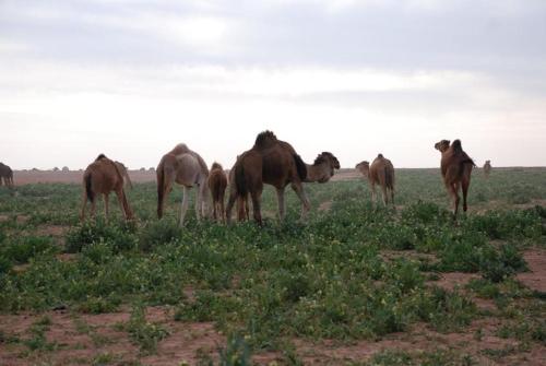 a herd of camels grazing in a field at Kasbah Les Alizes Du Desert in Mhamid
