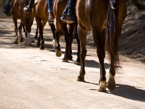 a group of horses walking down a dirt road at Turon Gates - Mountain Retreat in Capertee