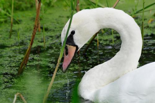 a white swan standing in the water with its at Appartement Mezzanine in Hévíz