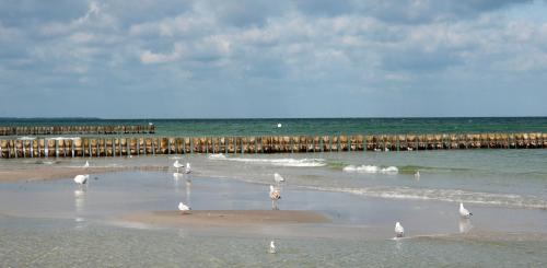 a flock of birds standing on the beach at Hotel-Marks-Garni in Zingst
