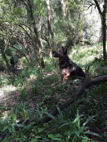 a dog sitting in the grass in the woods at Bramleigh Farm in Nottingham Road