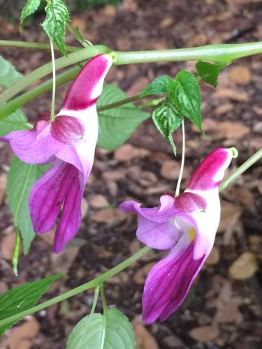 two purple and white flowers hanging from a plant at Chiang Dao Story Camp in Chiang Dao