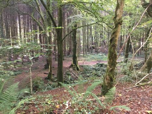 a path in a forest with trees and plants at Ryan's River Lodge B&B in Cong