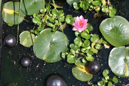 a pink flower and green leaves in the water at B&B La Chambre d'à Côté in Aische-en-Refail