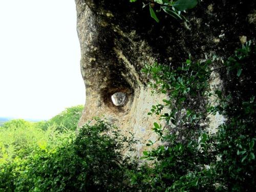 a tree with a hole in the side of it at Sasa Safari Camp & Tours in Outjo