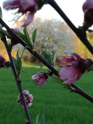 a pink bird sitting on a branch of a tree at I Ciliegi in Osimo