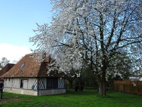 a tree with white flowers in front of a house at Gîte Falafa Normand in Pont-lʼÉvêque