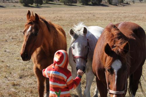 a young child is looking at two horses in a field at Sevier River Ranch & Cattle Company in Hatch