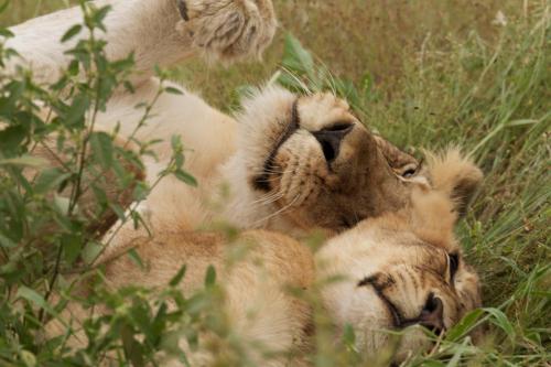 a lion cub laying in the grass at Kambaku River Lodge in Malelane