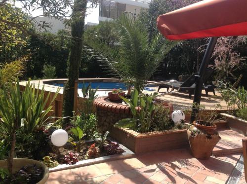 a garden with plants and a swimming pool at A l'ombre du cedre in Hyères