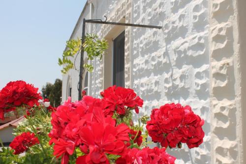 a bunch of red flowers in front of a building at B&B Stella Marina in Manfredonia