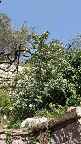 a bush with white flowers on a stone wall at Apartments Aurora Delle Rose in Assisi