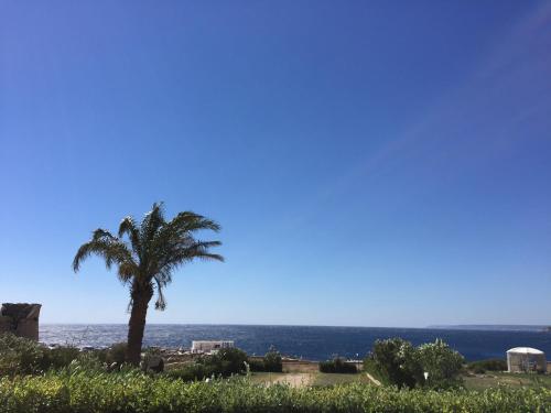 una palma su una collina con l'oceano sullo sfondo di Augustus Resort a Santa Cesarea Terme