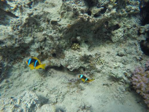 two brightly colored fish on a coral reef at SakraTah Camp - eco friendly in Taba