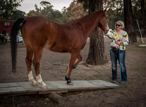a woman standing next to a horse on a board at TajMaBarn Fullcircle Farm 6 Roundhill Rd WILTON in Wilton