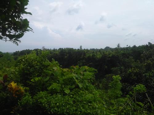 a view of the forest from the top of a hill at Uma Nirmala Aling-Aling in Singaraja