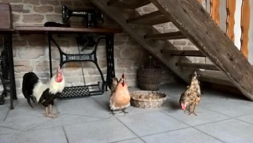 a group of chickens standing around a feeder at La ferme du Grand Faubourg in Pont-de-Vaux