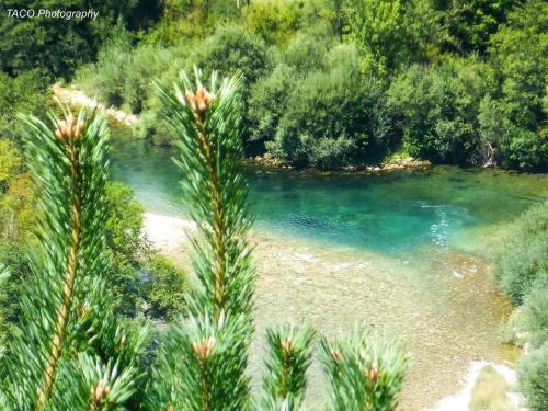 a palm tree in front of a river at Exo Log Cottage in Jezero