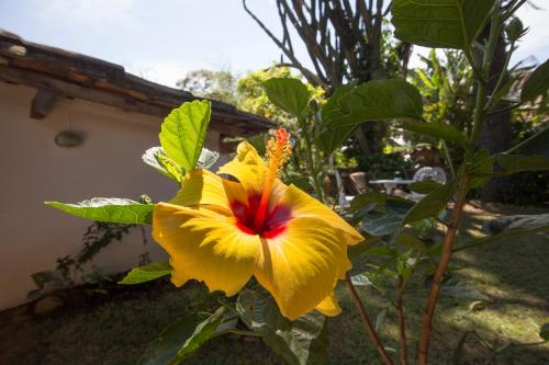 a yellow flower with a red center in a garden at Pousada Do Ó in Tiradentes