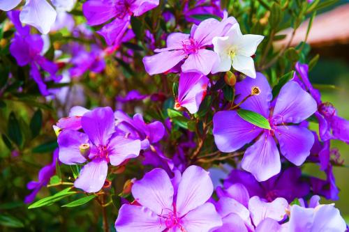 a bunch of purple and white flowers at Pousada dos Pinhos in Pedra Azul