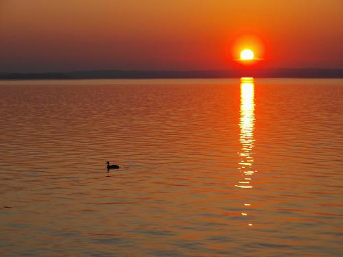 a duck swimming in the water at sunset at Koppi Ház in Siófok