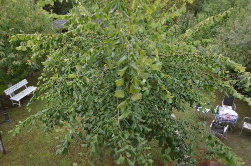 a tree with a bunch of leaves on it at Farah Superior Apartments in Bihać
