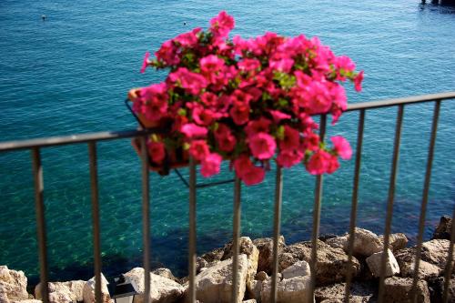 a bunch of pink flowers hanging from a fence at Villa Lieta in Ischia
