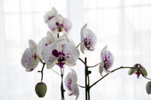 a group of white and purple flowers in a vase at Gasthaus zum Bahnhof in Berg