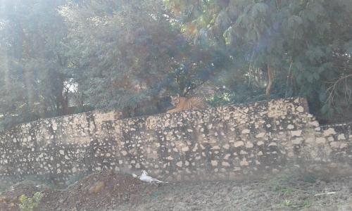 a tiger sitting on top of a stone wall at Ranthambhore Tiger Valley in Sawāi Mādhopur