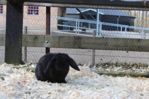 a black animal sitting in the hay in a pen at Louiselund Bed & Breakfast in Haderslev
