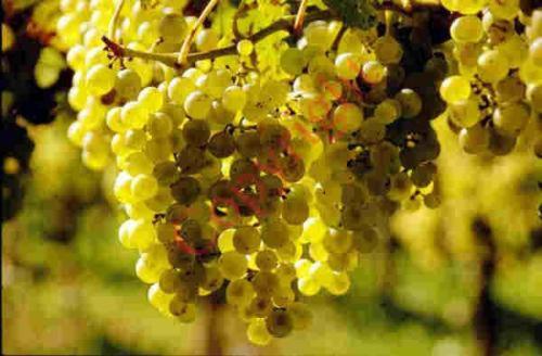 a bunch of green grapes hanging from a tree at Landgasthof zum Lamm in Bahlingen