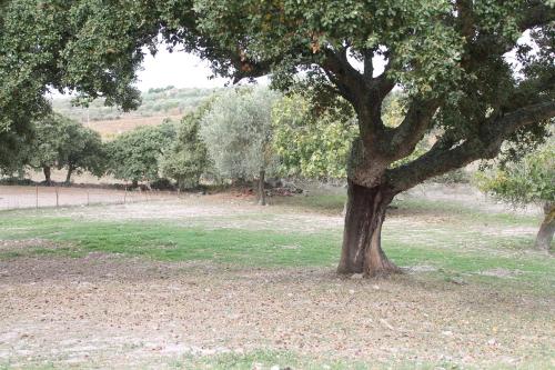 a tree sitting in the middle of a field at Agriturismo Su Recreu in Ittiri