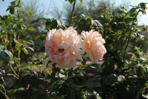 two pink flowers are growing on a bush at Agriturismo Su Recreu in Ittiri