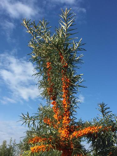 a tree with orange fruits on it with a blue sky at Kaimo turizmas "Svečių namai Moteliukas" in Alytus