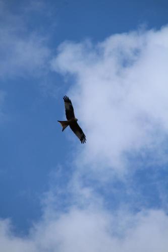 a bird flying through a cloudy blue sky at Das Kleine Glück in Bullange