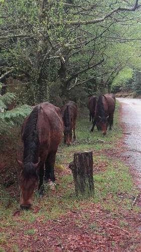 a group of horses grazing on the side of a road at Moderna do Geres Hotel in Geres