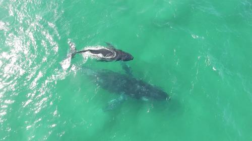 two dolphins swimming in the water at Albatross North Apartments in Gold Coast