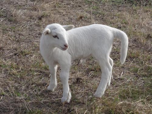 a white lamb standing in a field of grass at The Oxley Estate in Portarlington