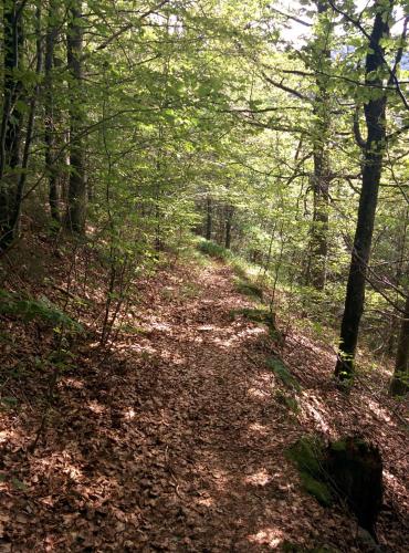 a trail in the woods with leaves on the ground at Gib mir funf! Ferienwohnung in St. Blasien in St. Blasien
