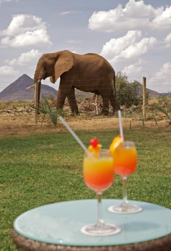 an elephant walking in the background with two drinks on a table at Ashnil Samburu Camp in Archers Post