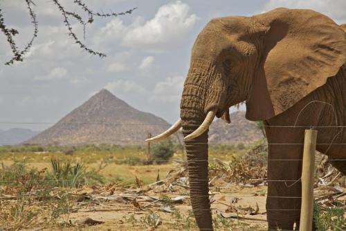 an elephant standing next to a fence with a pyramid in the background at Ashnil Samburu Camp in Archers Post