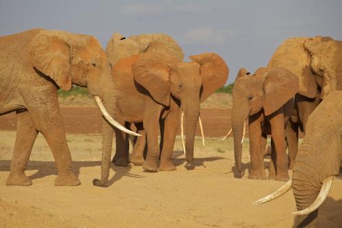 a group of elephants standing in the dirt at Ashnil Aruba Lodge in Tsavo
