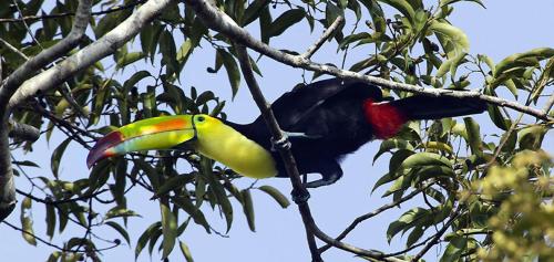 a toucan perched on a branch of a tree at Chan Chich Lodge in Gallon Jug
