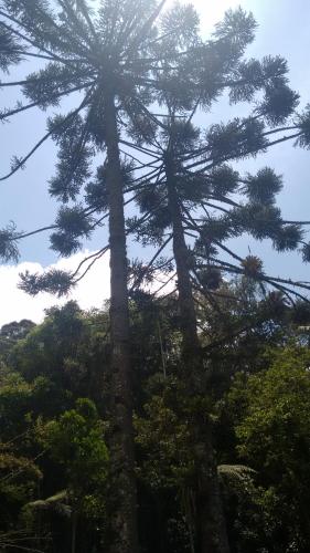 a pine tree in the middle of a forest at Chalés de Analuz in Visconde De Maua